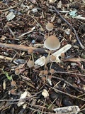 Psathyrella corrugis image