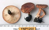 Clitocybe squamulosa image