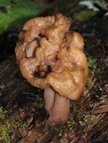 Gyromitra infula image