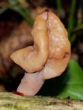 Gyromitra infula image
