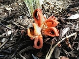 Clathrus columnatus image