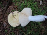 Russula seperina image