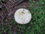 Russula seperina image