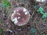Russula xerampelina image