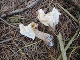Helvella crispa image