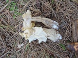 Helvella crispa image
