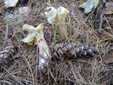 Helvella crispa image