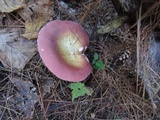 Russula vinosa image