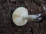 Russula clavipes image