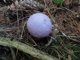 Cortinarius traganus image