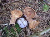 Cortinarius traganus image