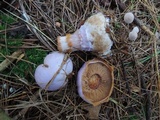 Cortinarius traganus image