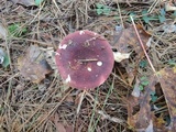 Russula xerampelina image