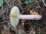 Russula xerampelina image
