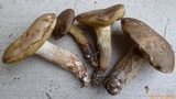 Retiboletus fuscus image