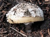 Amanita vernicoccora image