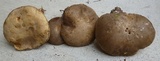 Retiboletus fuscus image