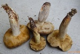 Retiboletus fuscus image