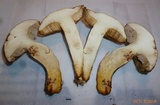 Retiboletus fuscus image