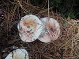 Russula silvestris image