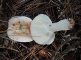 Russula silvestris image