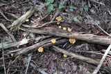 Gymnopilus penetrans image