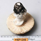 Amanita vernicoccora image