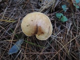 Suillus hirtellus image