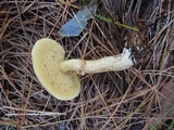 Suillus hirtellus image