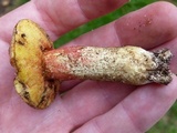 Amoenoboletus weberi image