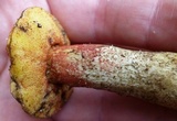 Amoenoboletus weberi image
