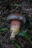 Boletus patrioticus image