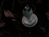 Amanita polypyramis image