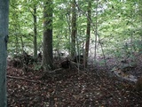 Amanita polypyramis image