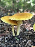 Amanita banningiana image