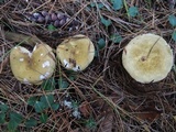 Russula clavipes image