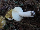 Russula clavipes image