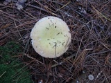 Russula seperina image