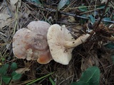 Clitocybe martiorum image