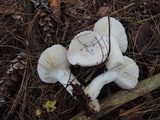 Russula silvestris image