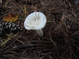 Russula silvestris image