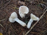 Russula silvestris image