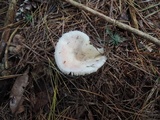 Russula silvestris image