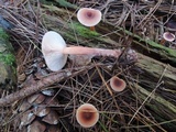 Lactarius oculatus image