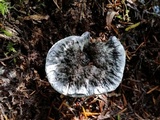 Hydnellum caeruleum image
