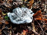Hydnellum caeruleum image