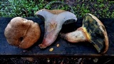 Caloboletus inedulis image