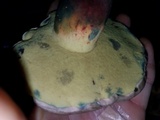 Caloboletus inedulis image