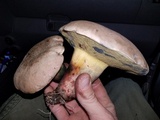 Caloboletus inedulis image
