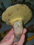 Caloboletus inedulis image